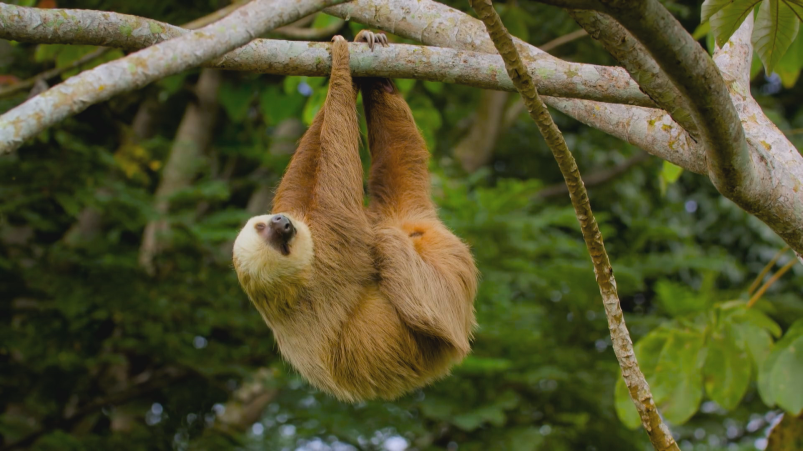 Liz Bonnin's Wild Caribbean (Lion TV for BBC Two)